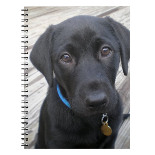 Cute labs notitieboek (Voorkant)