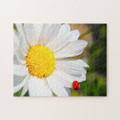 Cute Ladybird on Marguerite Daisy Flower  Legpuzzel (Horizontaal)