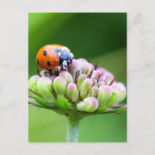 Cute Ladybug Briefkaart