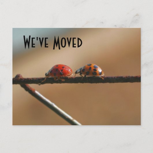 Cute Ladybugs Nouvelle Adresse Carte Postale Natur (Devant)