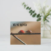 Cute Ladybugs Nouvelle Adresse Carte Postale Natur (Debout devant)