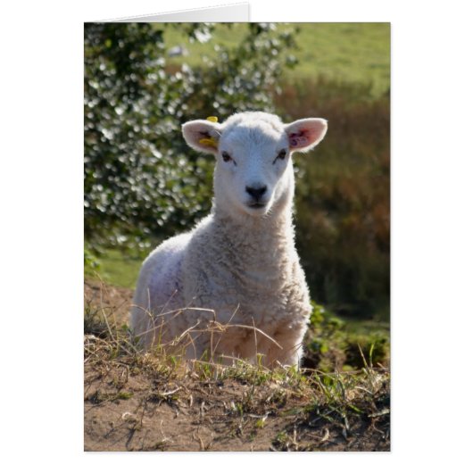 Cute Lamb-fotokaart (Voorkant)