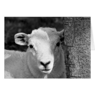 CUTE LAMB-kaart