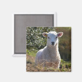 Cute Lamb Magnet Magneet (Voorkant / Achterkant)