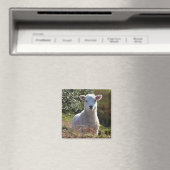 Cute Lamb Magnet Magneet (Insitu (Vaatwasser))
