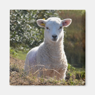 Cute Lamb Magnet Magneet