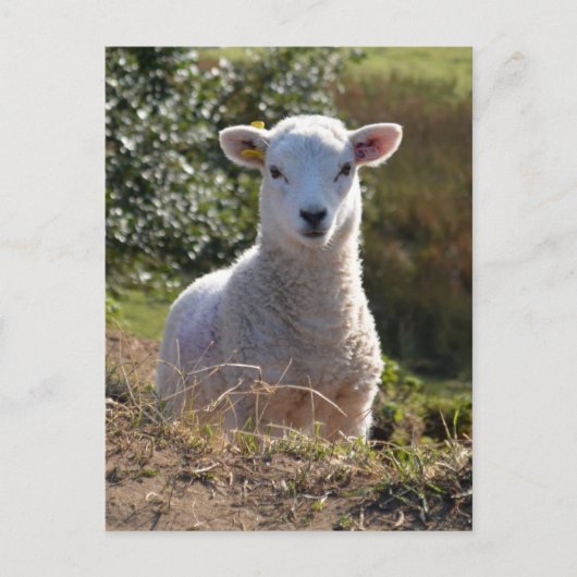 Cute Lamb Photo Briefkaart (Voorkant)