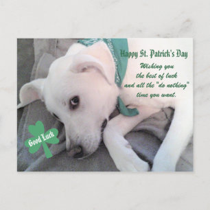 Cute Lazy White Dog met Green Scarf Shamrock P Briefkaart
