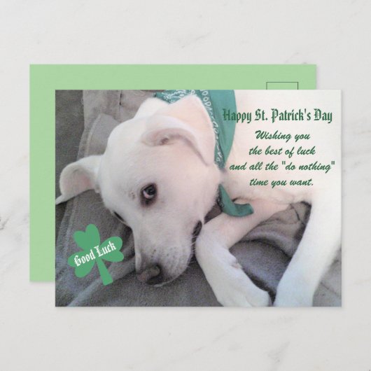 Cute Lazy White Dog met Green Scarf Shamrock P Briefkaart (Voorkant / Achterkant)