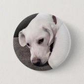 Cute Lazy White Labrador Retriever Mix Dog Button (Voorkant)