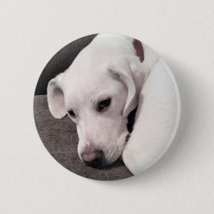 Cute Lazy White Labrador Retriever Mix Dog Button