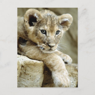 Cute Lion Cub Briefkaart
