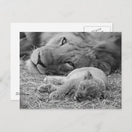 Cute Lion Cub Resting with Father Briefkaart (Voorkant / Achterkant)
