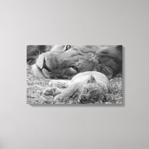 Cute Lion Cub Resting with Father Canvas Afdruk