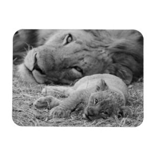 Cute Lion Cub Resting with Father Magneet