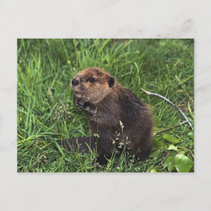 Cute Little Beaver Briefkaart