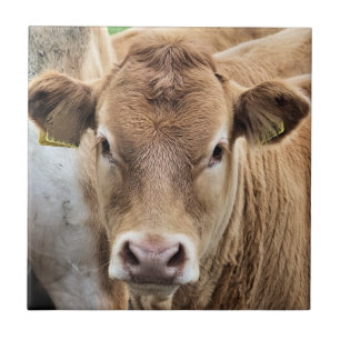 CUTE LITTLE CALF TEGELTJE