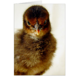 Cute Little Chick