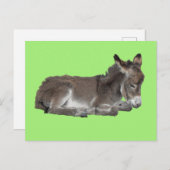 Cute Little Chocolate Donkey Foal Dozing on green Briefkaart (Voorkant / Achterkant)
