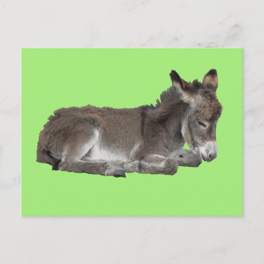 Cute Little Chocolate Donkey Foal Dozing on green Briefkaart (Voorkant)