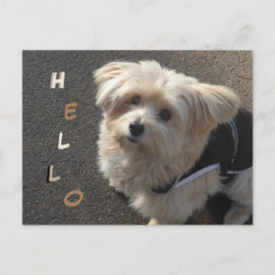 Cute Little Dog HALLO Briefkaart