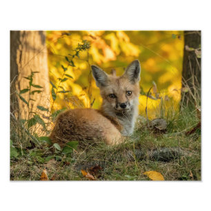 Cute Little Fox Foto Afdruk