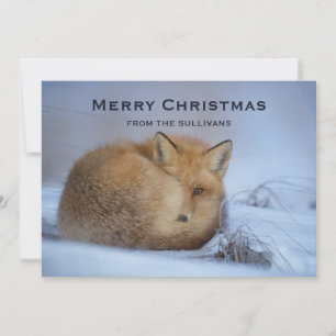 Cute Little Fox gekruld op Winter Foto Kerstmis Feestdagenkaart