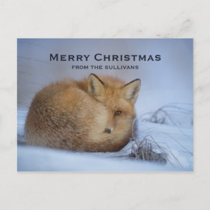 Cute Little Fox gekruld op Winter Foto Kerstmis Feestdagenkaart