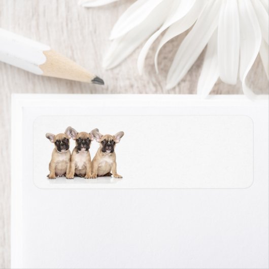 Cute little French Bulldogs Etiket (Insitu)