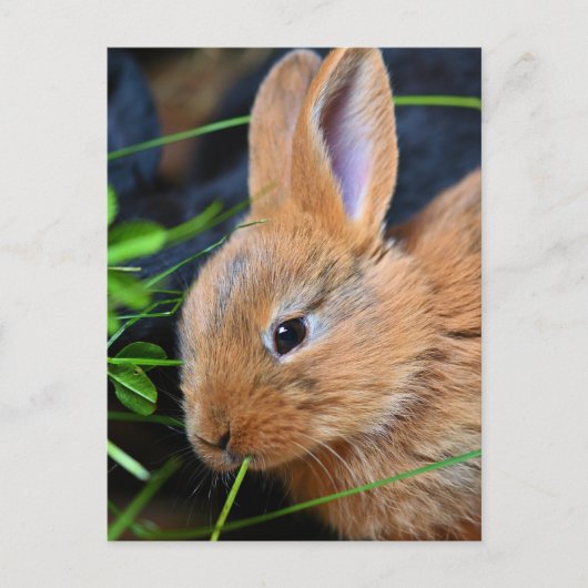 Cute Little Golden Bunny Briefkaart (Voorkant)