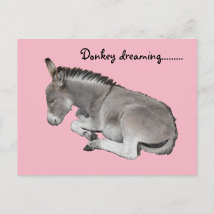 Cute Little Grey Donkey Baby Foal Slaping Briefkaart