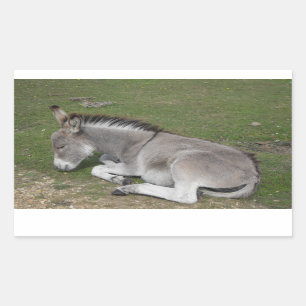 Cute Little Grey Donkey Baby Foal Slaping Rechthoekige Sticker