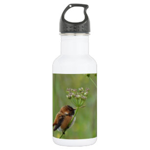 Cute Little Hummingbird Waterfles