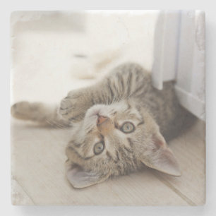 Cute Little Kitten Stenen Onderzetter