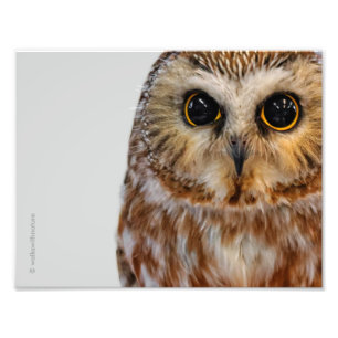 Cute Little Northern Saw Whet Owl Foto Afdruk