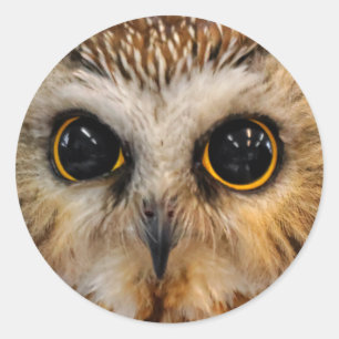 Cute Little Northern Saw Whet Owl Ronde Sticker