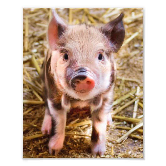 Cute Little Piglet Poster (Voorkant)