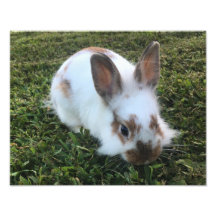 Cute Little Rabbit in the Grass Photo Print