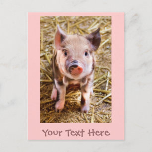 Cute Little Roze Biggetje Ansichtkaart Briefkaart