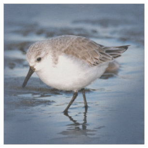 Cute Little Sanderling at the Beach Stof