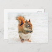 Cute Little Squirrel Eating Nuts Briefkaart (Voorkant / Achterkant)