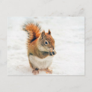 Cute Little Squirrel Eating Nuts Briefkaart