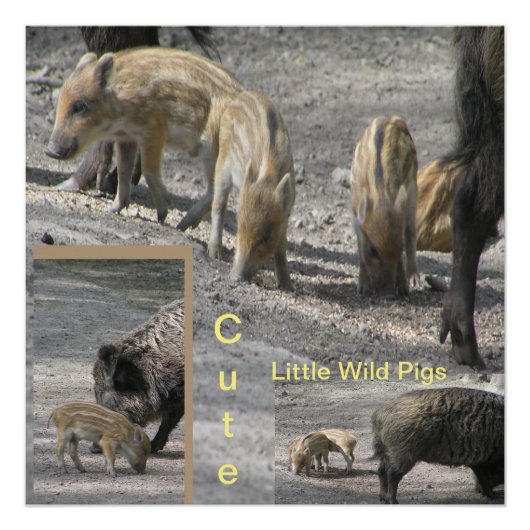 Cute Little Wild Pigs Square Poster Perfect Poster (Voorkant)