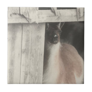 Cute Llama Black and White Animal Tegeltje