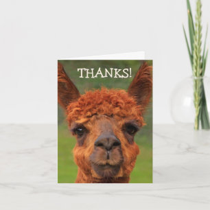 Cute Llama Carte de remerciements