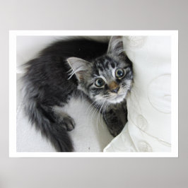 Cute Long-Haered Tabby Kitten, Big Eyes Poster