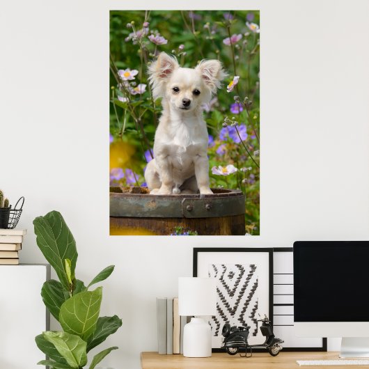 Cute long-haire Chihuahua Dog Puppy Pet Photo Poster (Thuiskantoor)