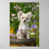 Cute long-haire Chihuahua Dog Puppy Pet Photo Poster (Voorkant)