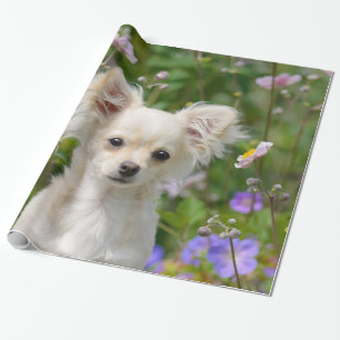 Cute longhair crème Chihuahua Dog Puppy Pet Photo Cadeaupapier