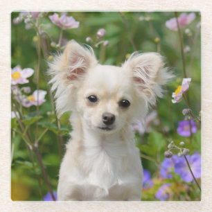 Cute longhair crème Chihuahua Dog Puppy Pet Photo Glazen Onderzetter